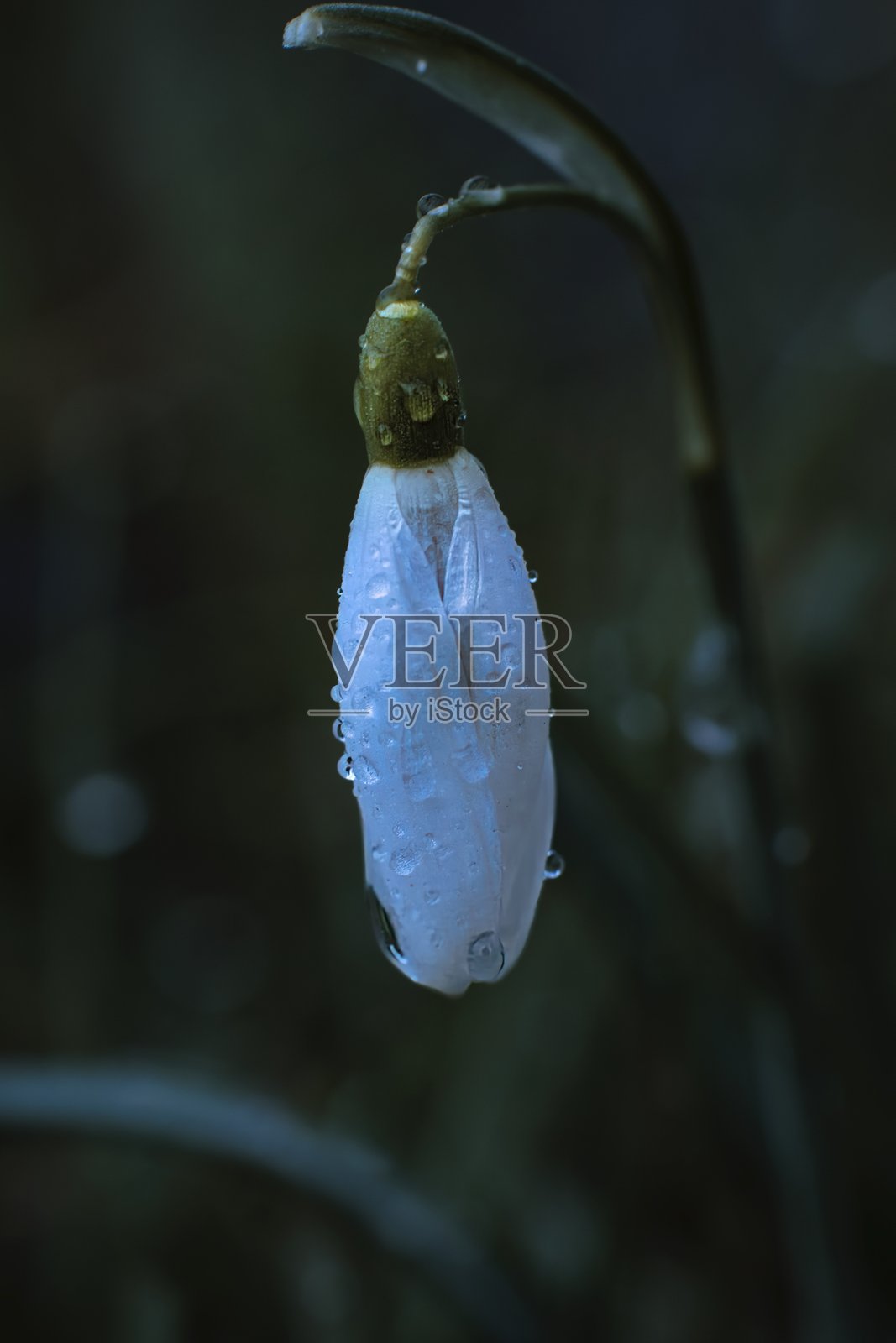 春天的早期雪花莲照片摄影图片