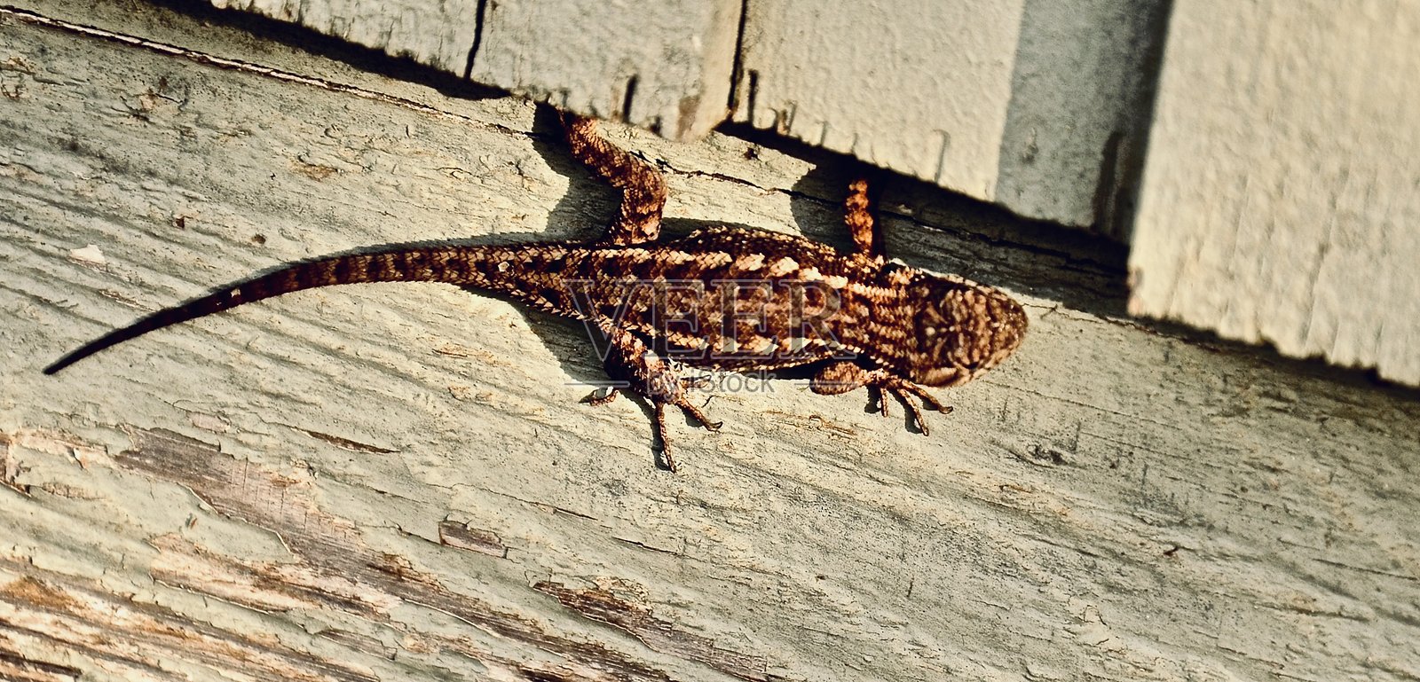 墙上的蜥蜴照片摄影图片