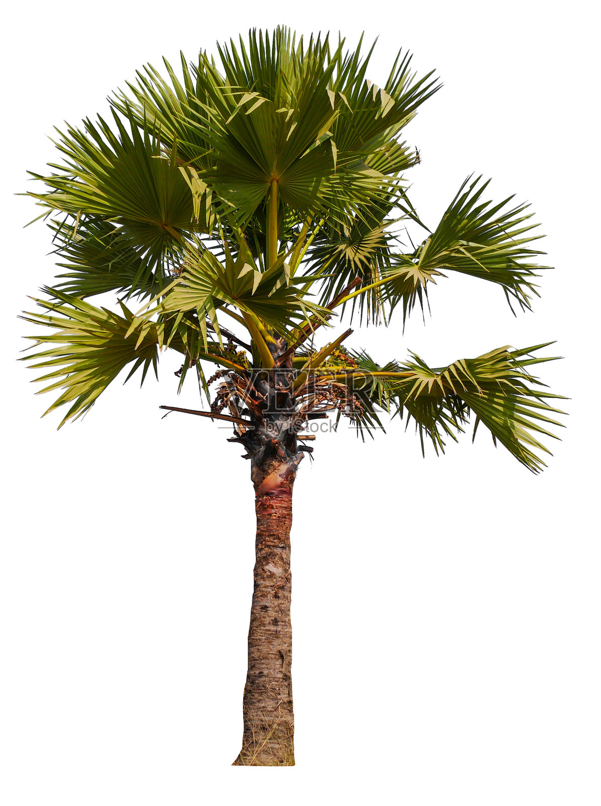 孤立在白色背景上的棕榈树照片摄影图片