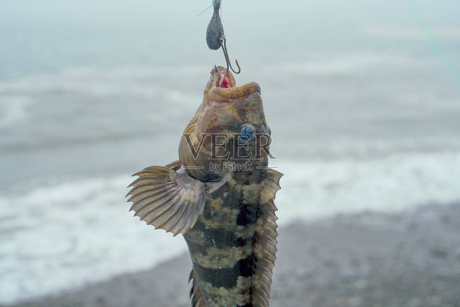 钩子上钓到的“tramboyo”(Labrisomus philippii)特写镜头照片摄影图片