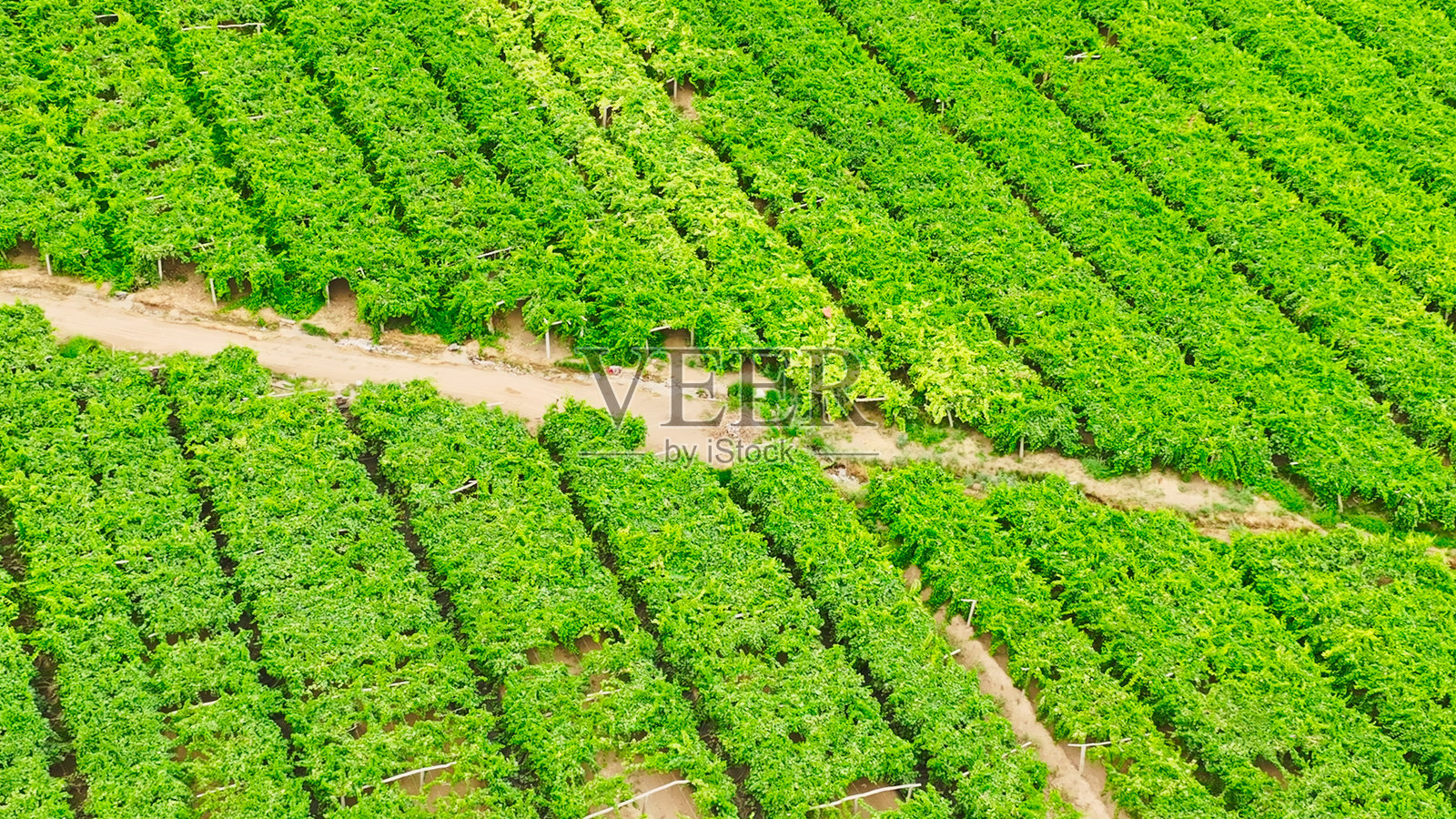 葡萄架,葡萄园,葡萄田,葡萄谷,吐鲁番,新疆,中国,亚洲。照片摄影图片