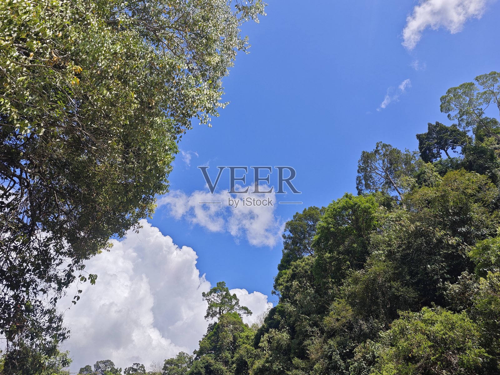 森林中的彩虹,蓝天白云,自然背景照片摄影图片