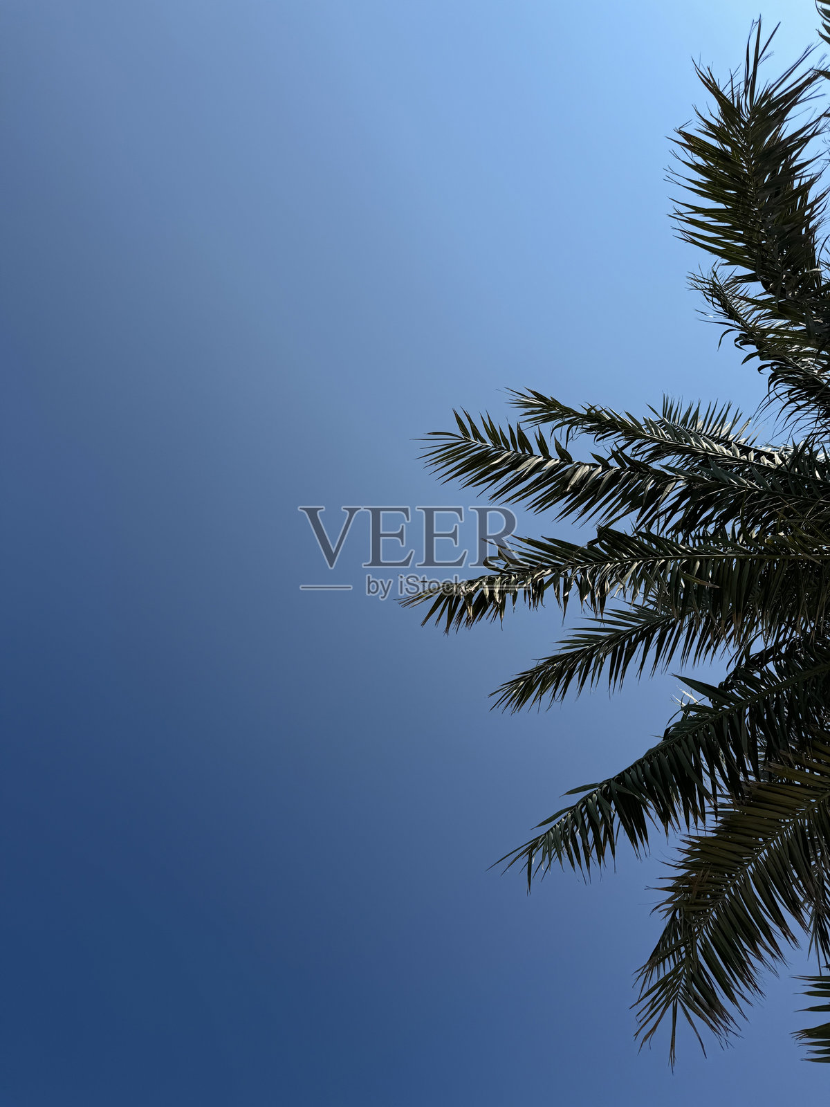 夏季太平洋海岸的棕榈树照片摄影图片