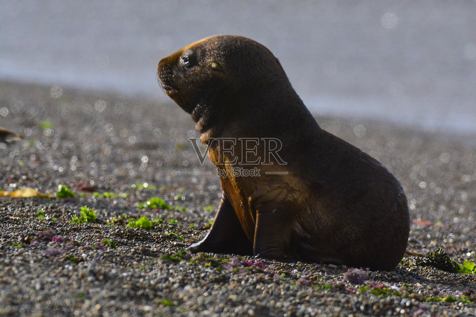 加布里埃尔·罗霍照片摄影图片