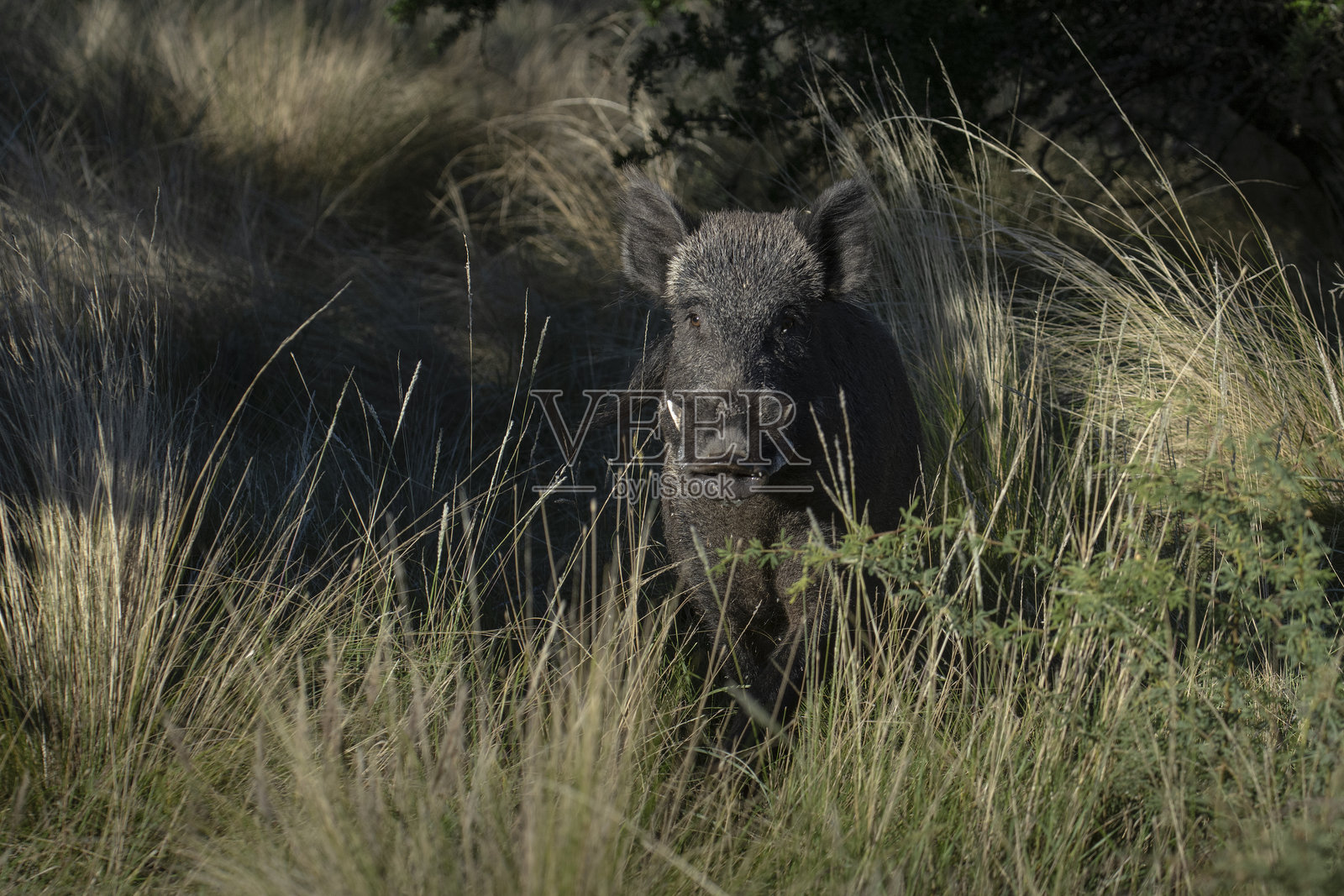 在阿根廷巴塔哥尼亚的拉潘帕省,野猪栖息在潘帕斯草原环境中。照片摄影图片