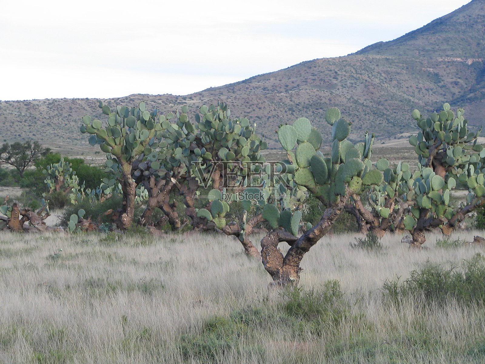 南非,周围的农田、村庄,自然风光。照片摄影图片
