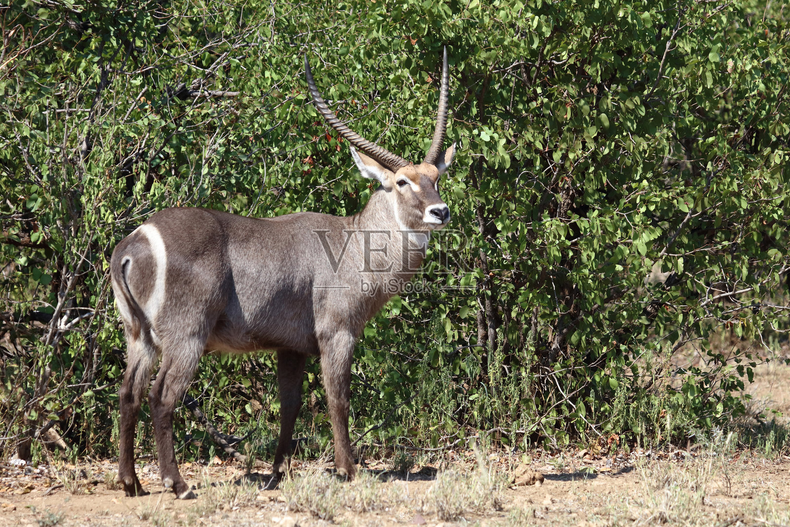 水羚 / Waterbuck / Kobus ellipsiprymnus照片摄影图片