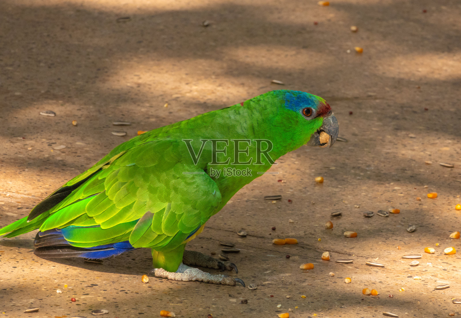 在哥伦比亚卡塔赫纳的雨林保护区内,一只红冠亚马逊鹦鹉(Amazona viridigenalis)照片摄影图片