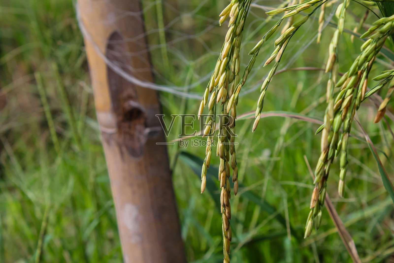 丰收前金黄色成熟稻谷的特写镜头照片摄影图片