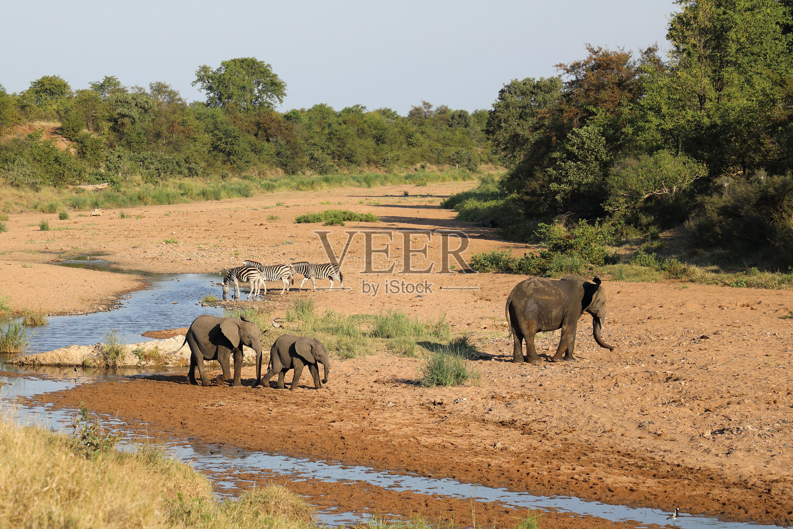非洲象和布彻尔斑马在特森泽河中照片摄影图片