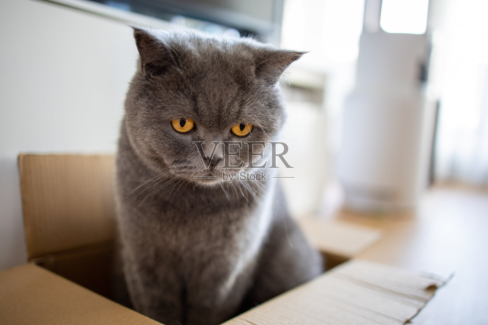 英国短毛猫在纸箱里照片摄影图片