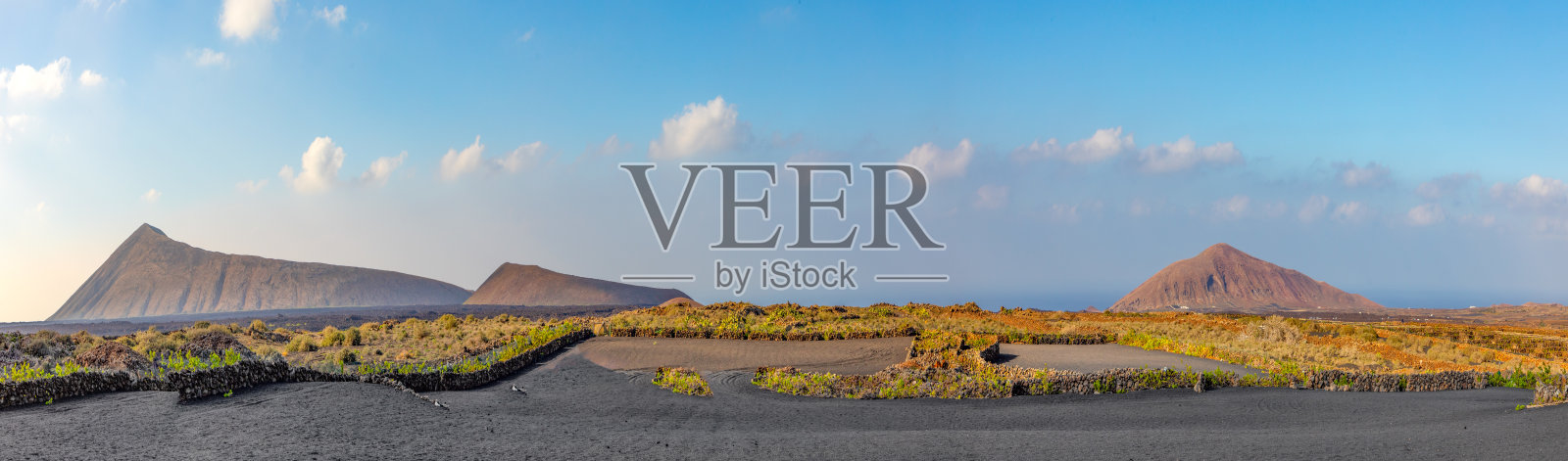 火山土壤中的拉赫里亚葡萄园景观,拉皮利土壤照片摄影图片