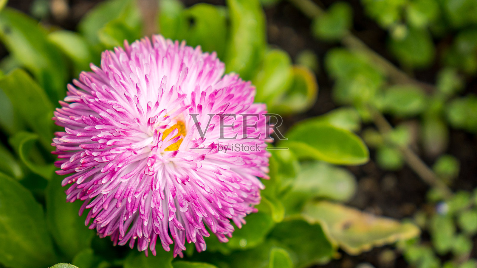 春天盛开的五彩缤纷的紫色花朵与绿色背景照片摄影图片