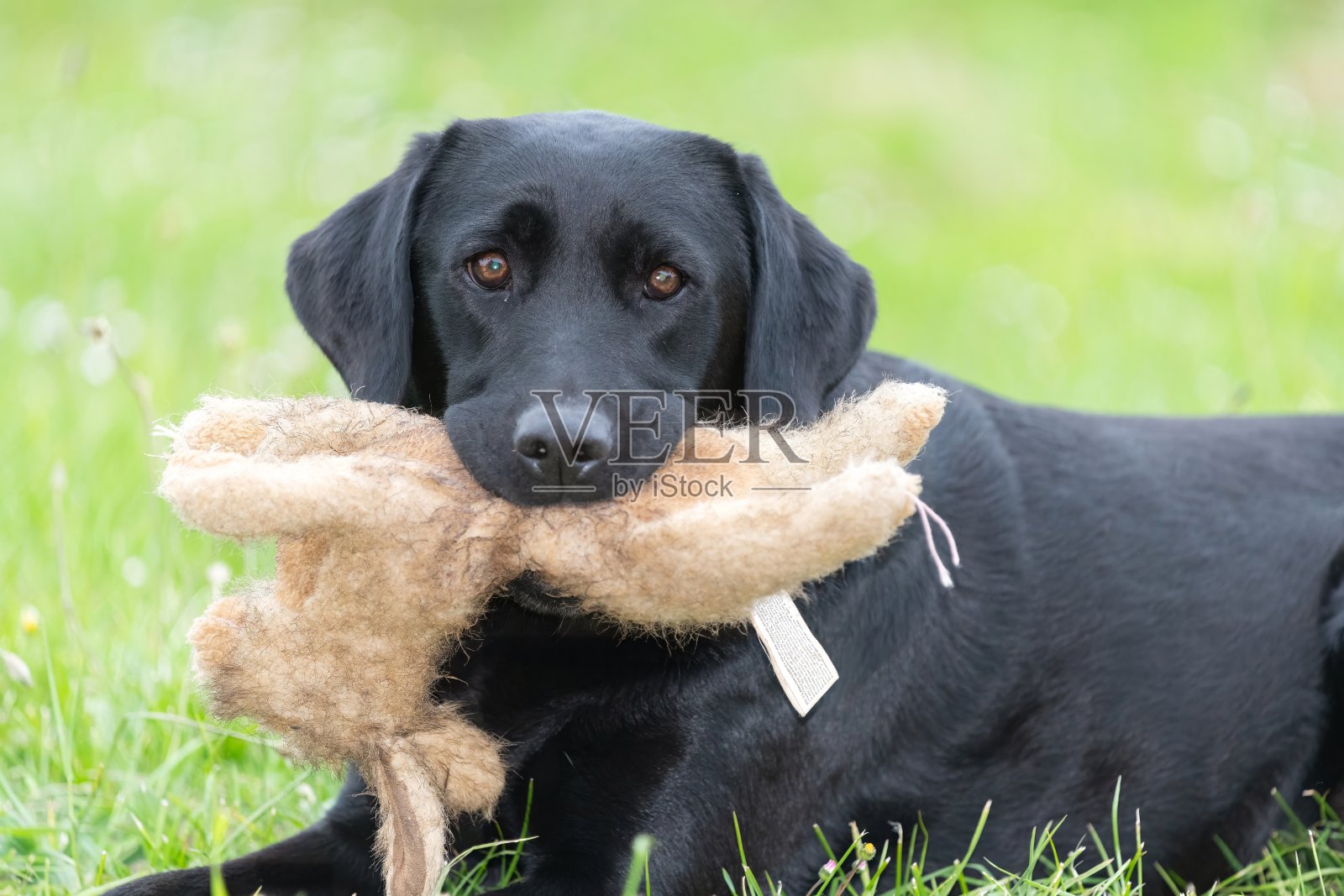 黑色拉布拉多犬照片摄影图片