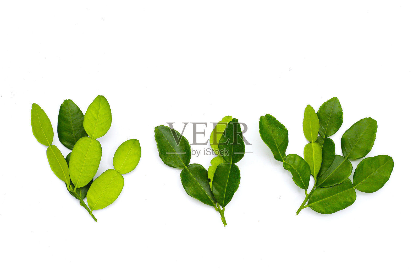 青柠叶在白色背景上。照片摄影图片