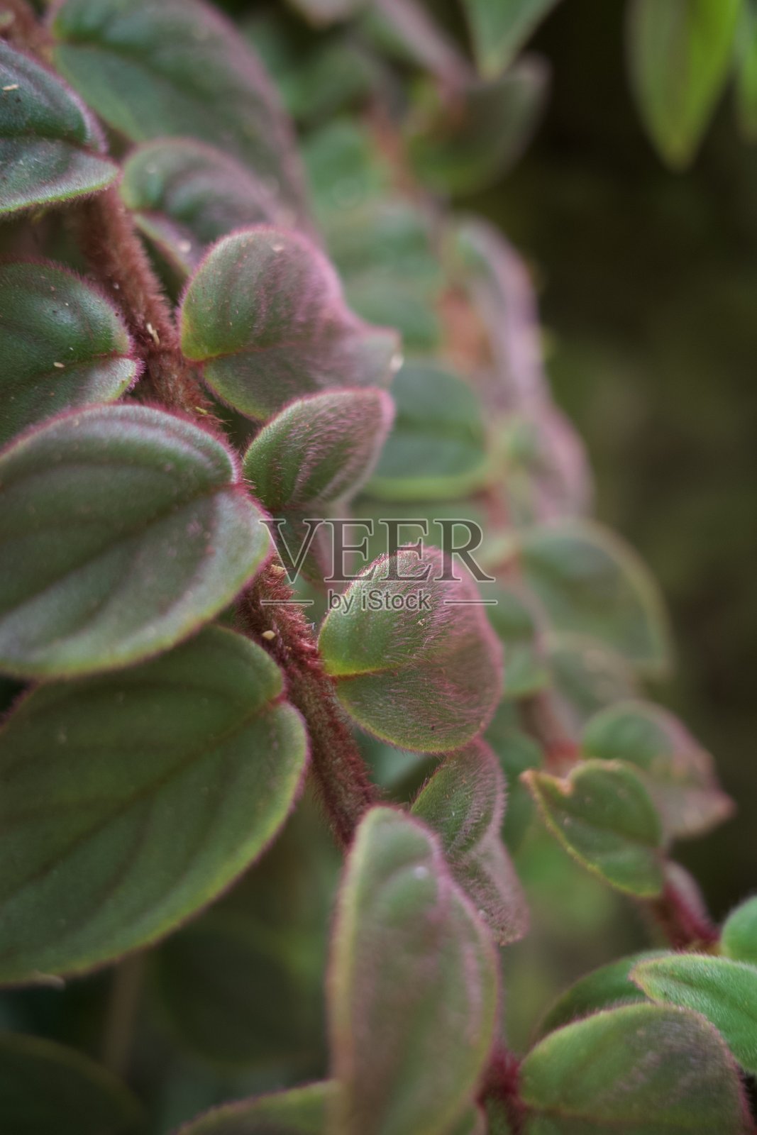 壮丽的柱子照片摄影图片