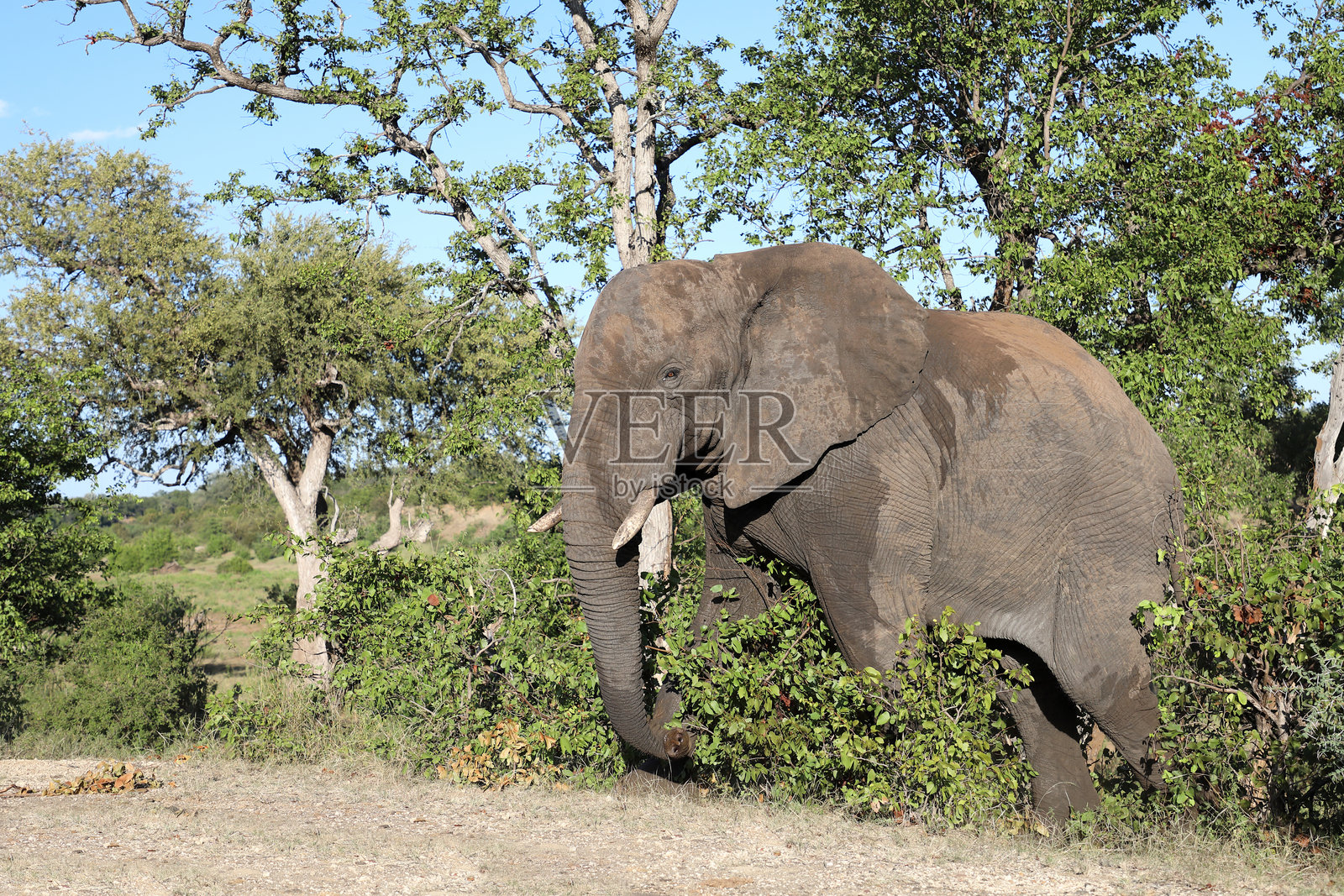 非洲象 / 非洲象 / 非洲象照片摄影图片