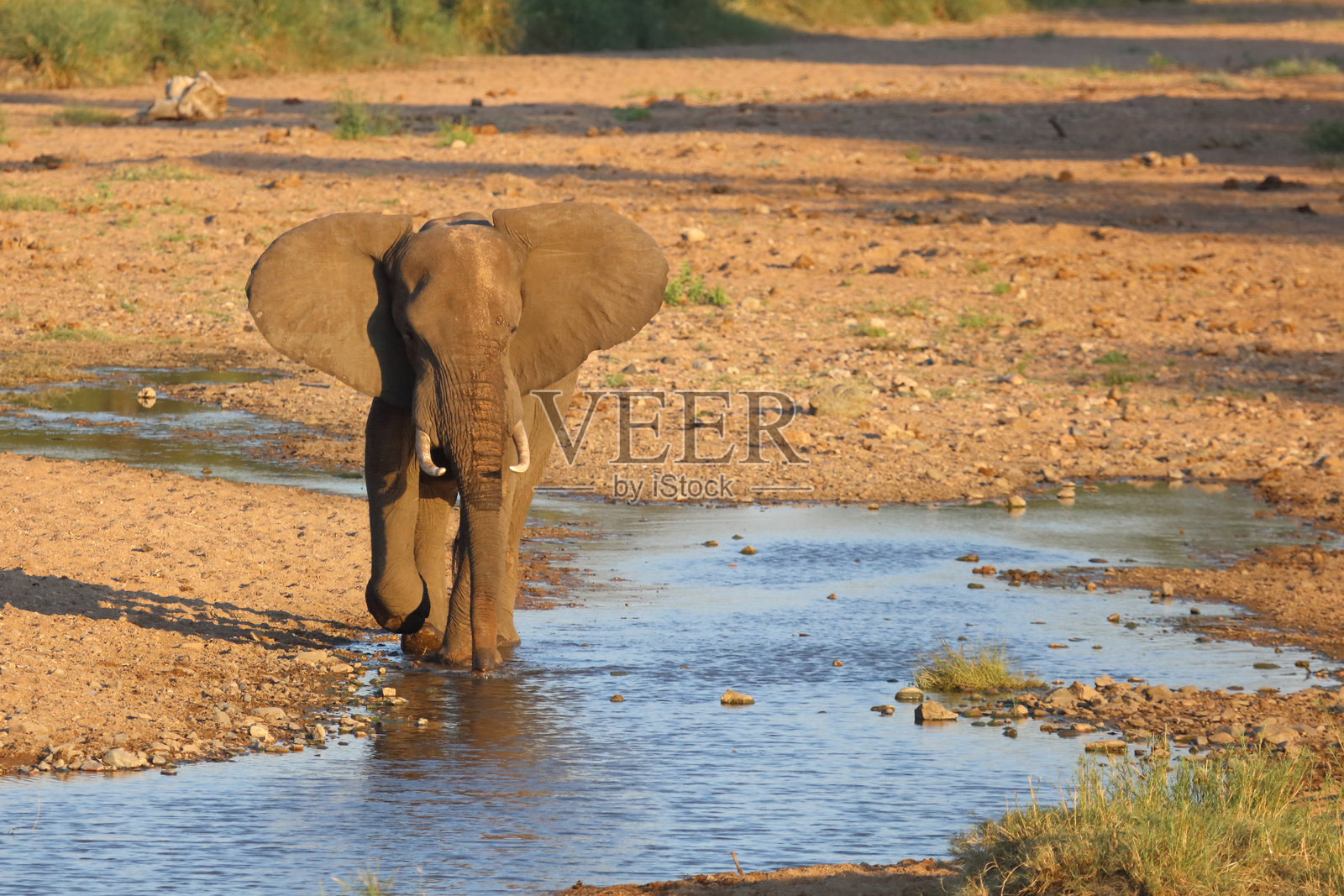 非洲象 / 非洲象 / 非洲象照片摄影图片