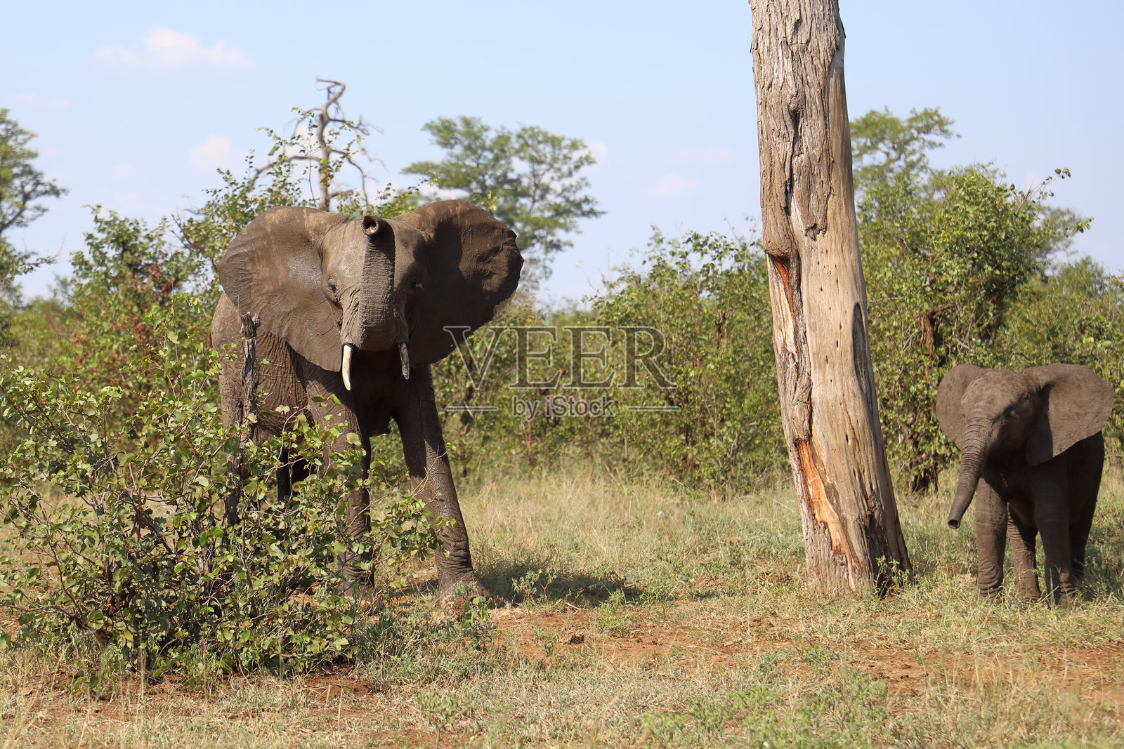 非洲象 / African elephant / Loxodonta africana照片摄影图片