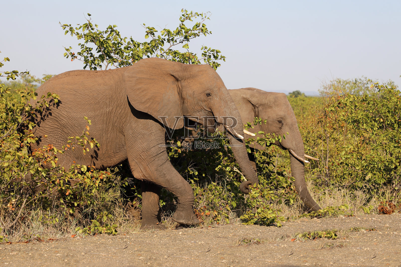 非洲象 / African elephant / Loxodonta africana照片摄影图片