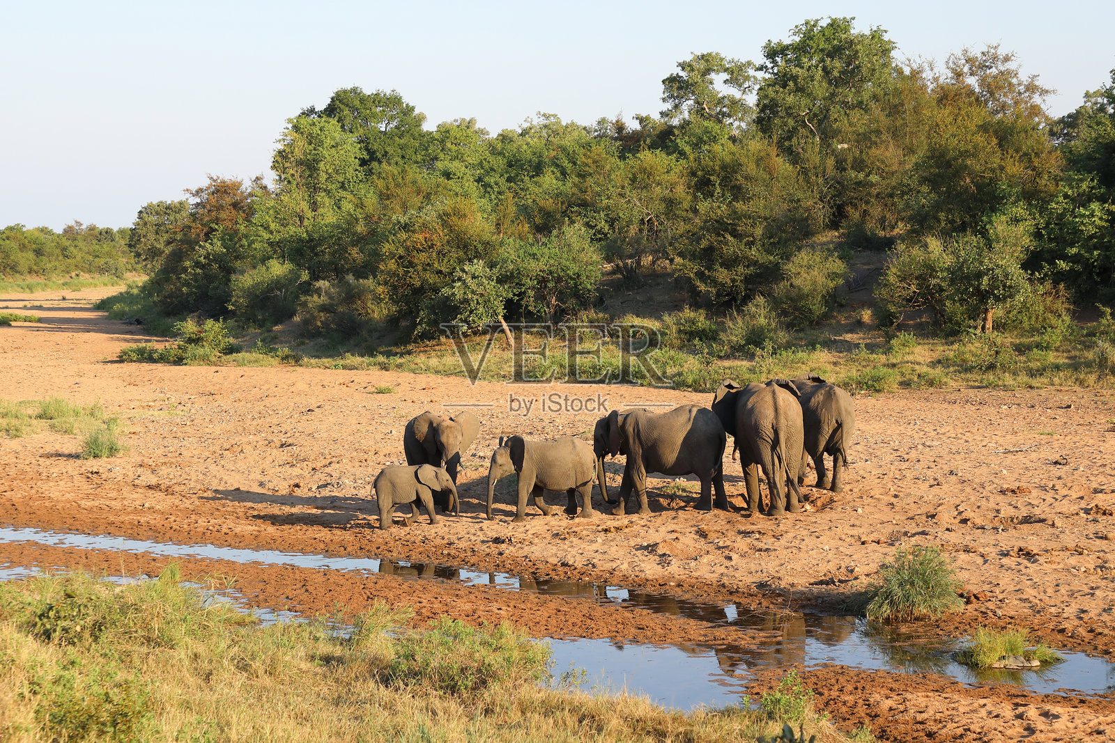 非洲象 / 非洲象 / 非洲象照片摄影图片