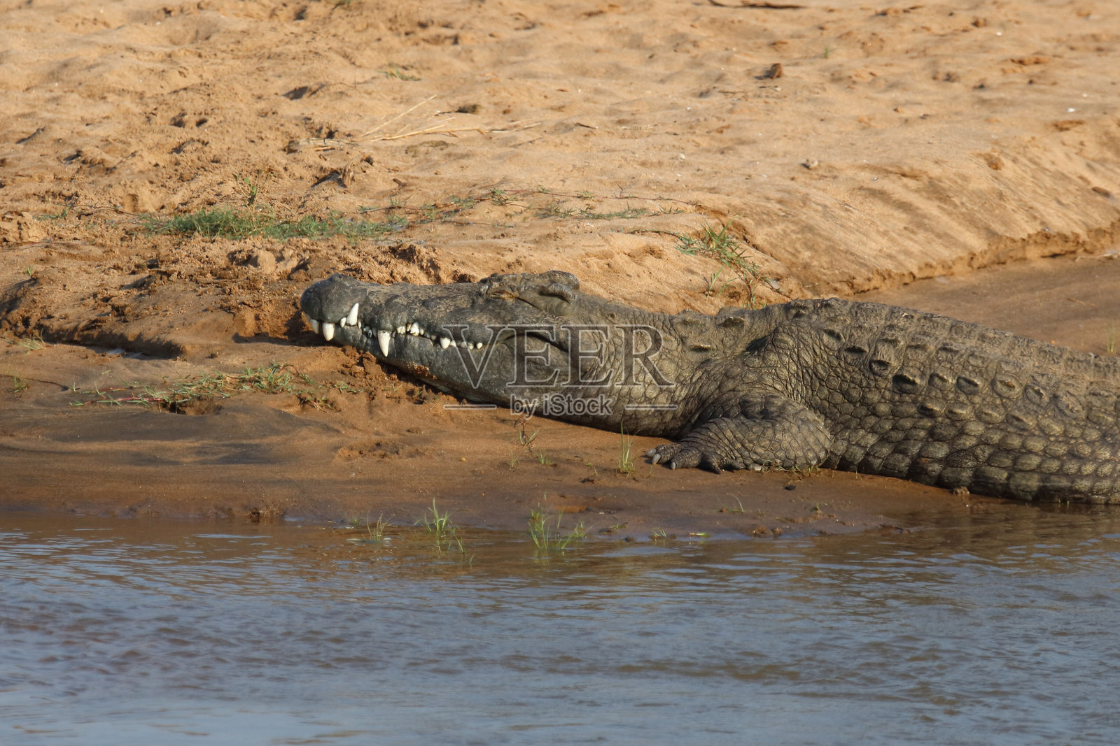尼罗鳄 / 尼罗鳄鱼 / 尼罗鳄 (Crocodylus niloticus)照片摄影图片
