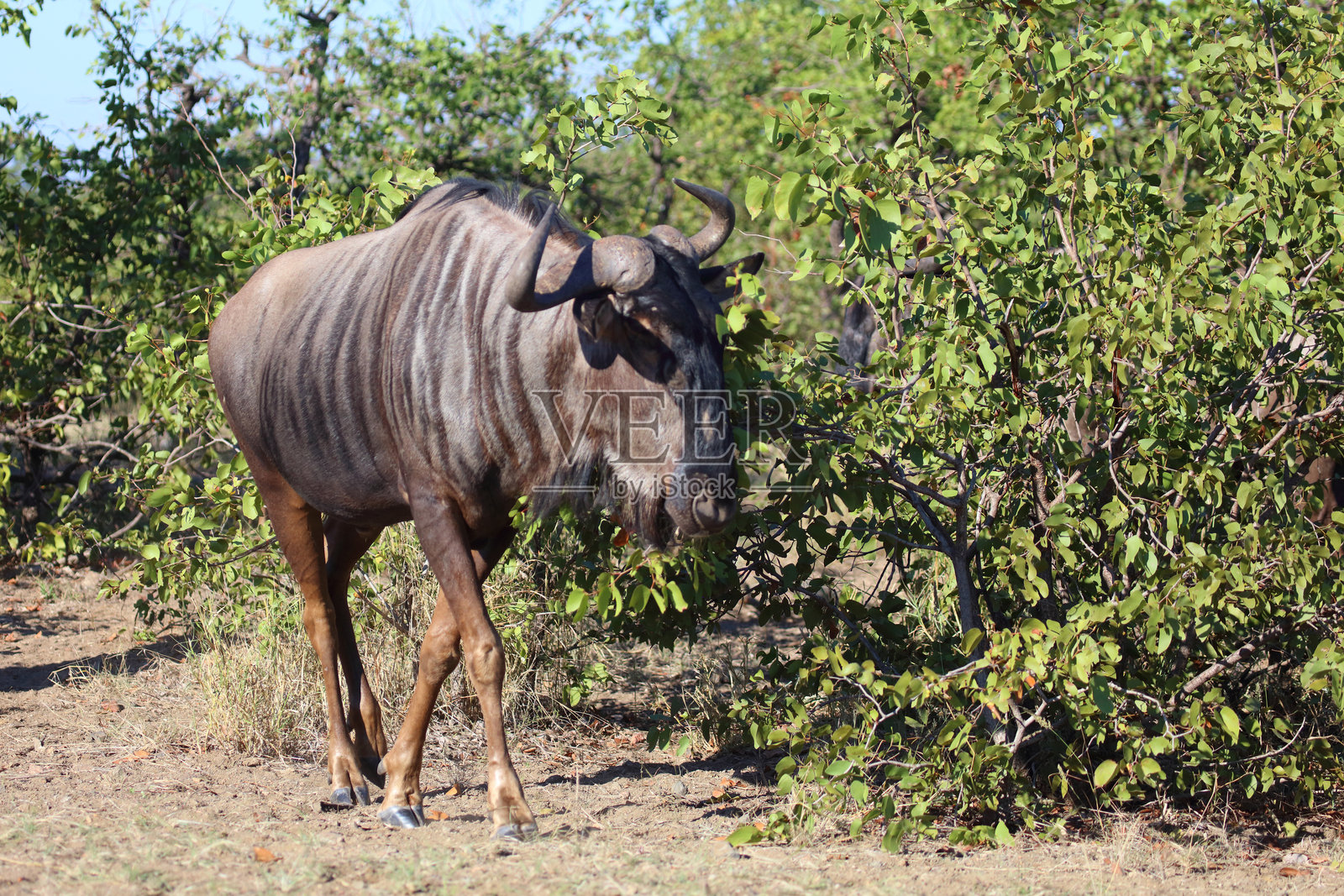 条纹角马 / 蓝色角马 / Connochaetes taurinus照片摄影图片