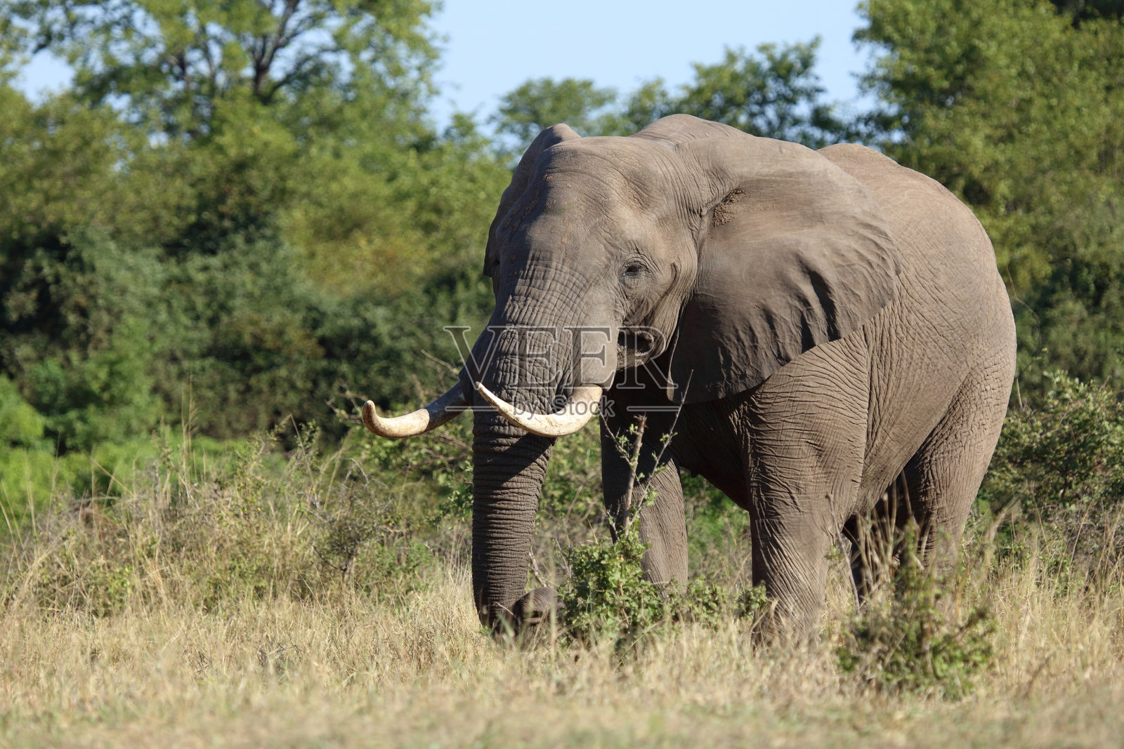 非洲象 / 非洲象 / 非洲象照片摄影图片