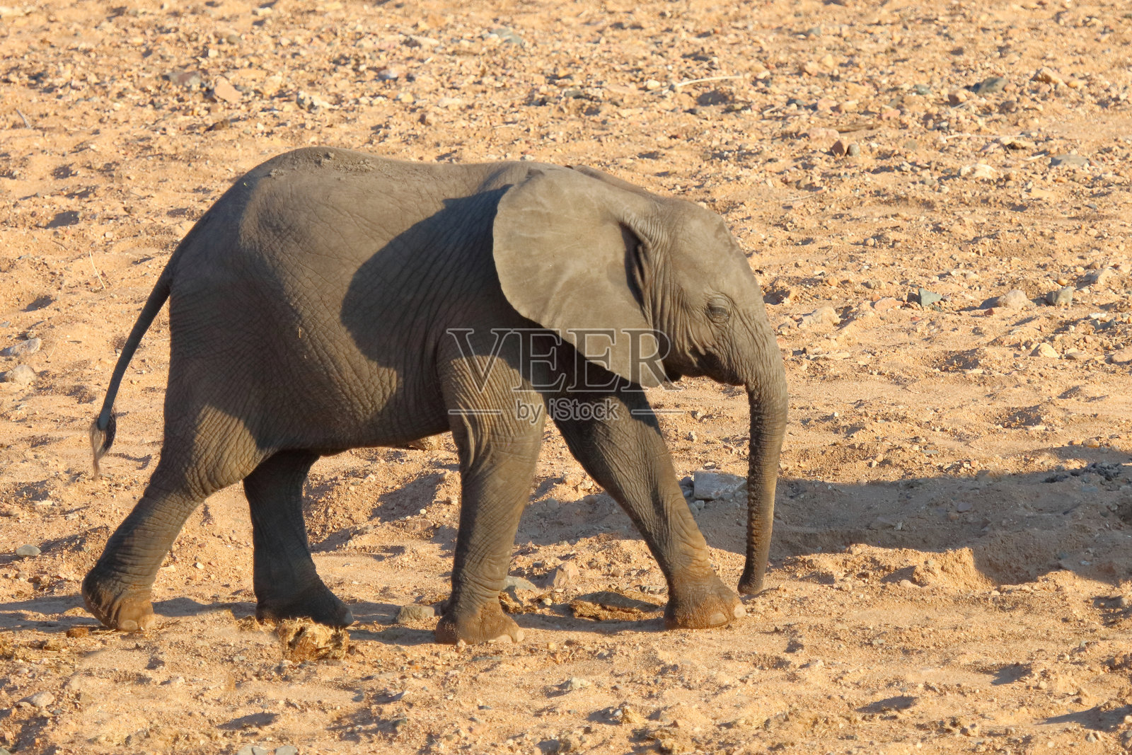 非洲象 / African elephant / Loxodonta africana照片摄影图片