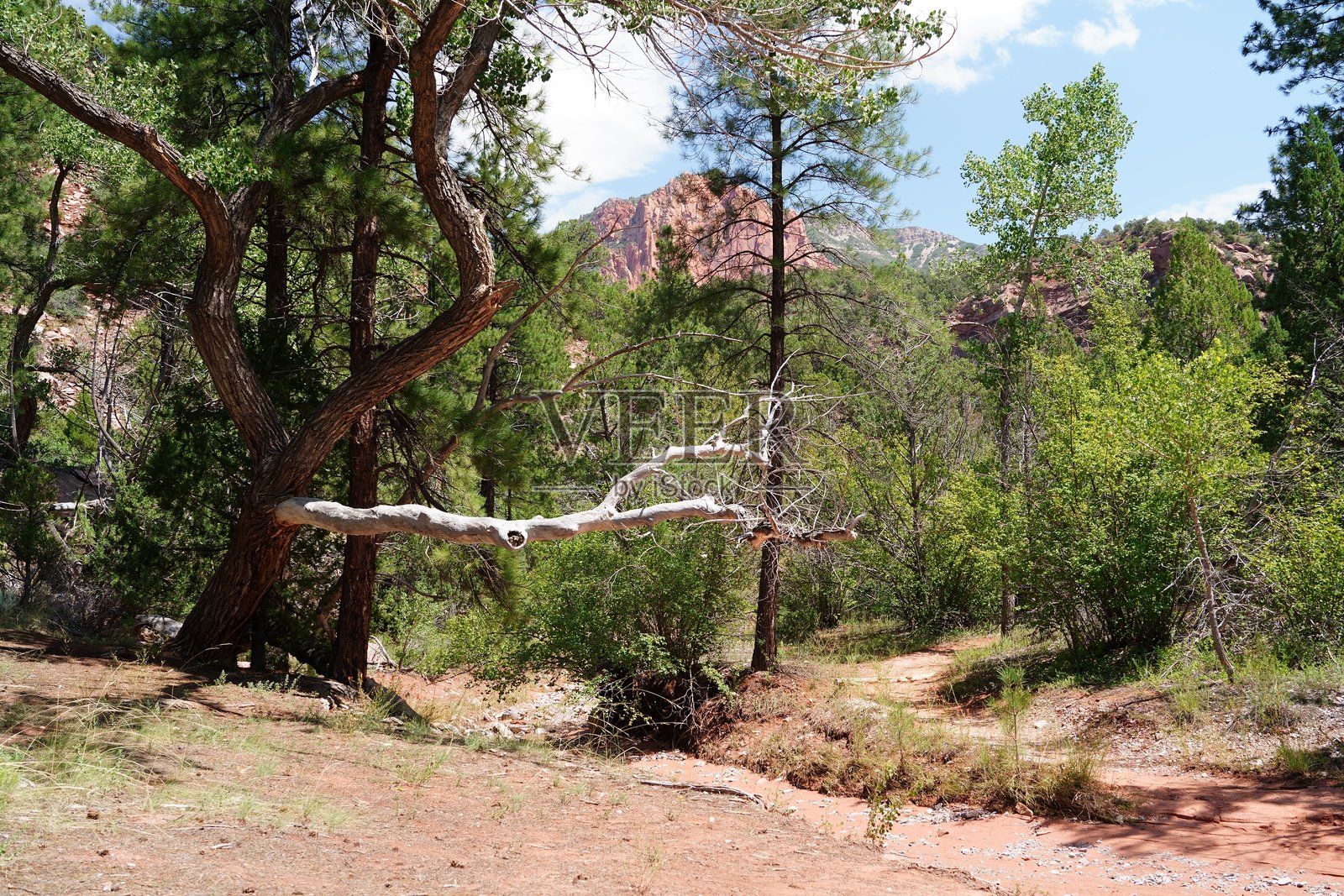泰勒溪小径 - 锡安国家公园照片摄影图片