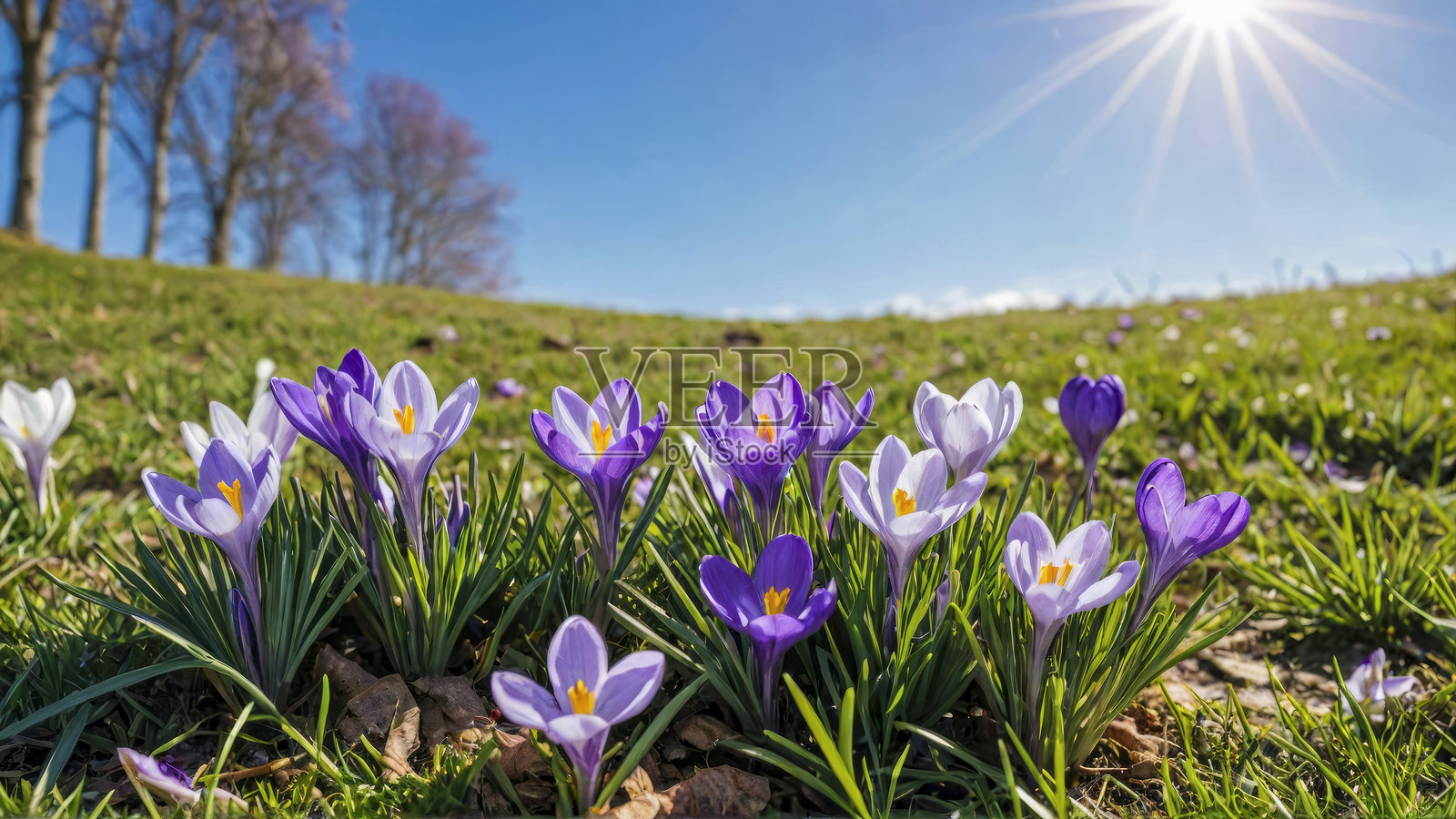 阳光明媚的春季风景,蓝天与草地上的春花番红花盛开。照片摄影图片