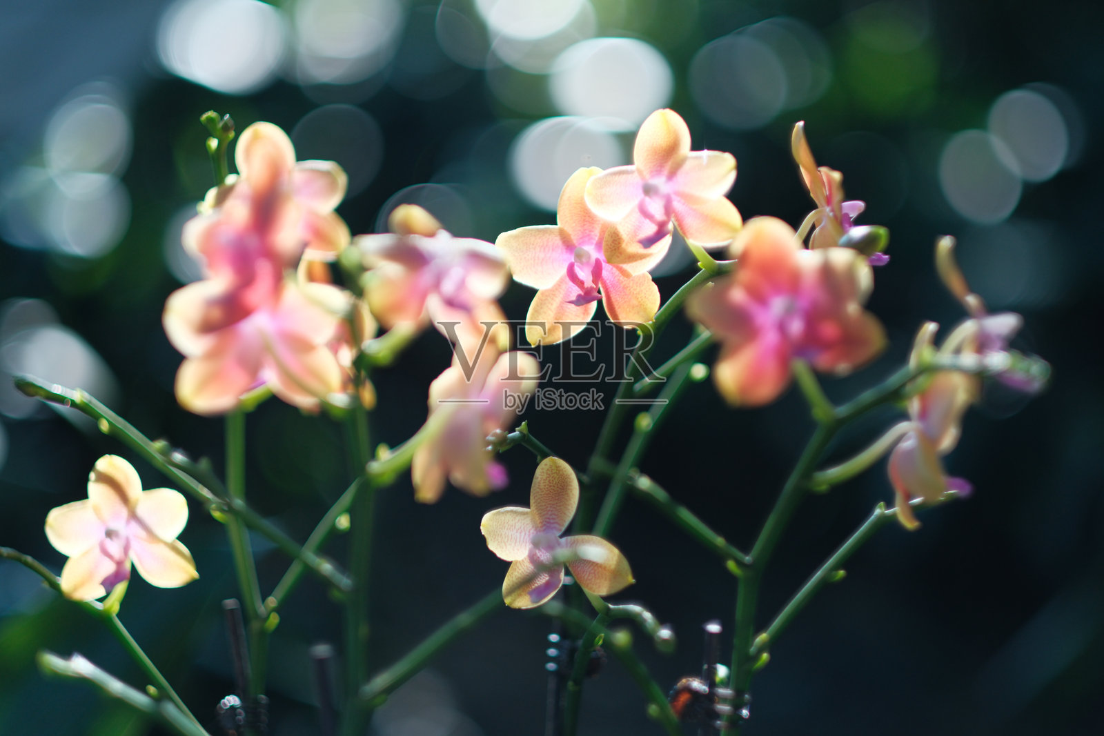 蝴蝶兰照片摄影图片