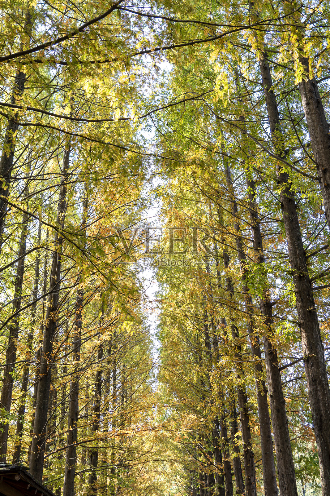 秋天的公园,五彩斑斓的树木和飘落的树叶照片摄影图片