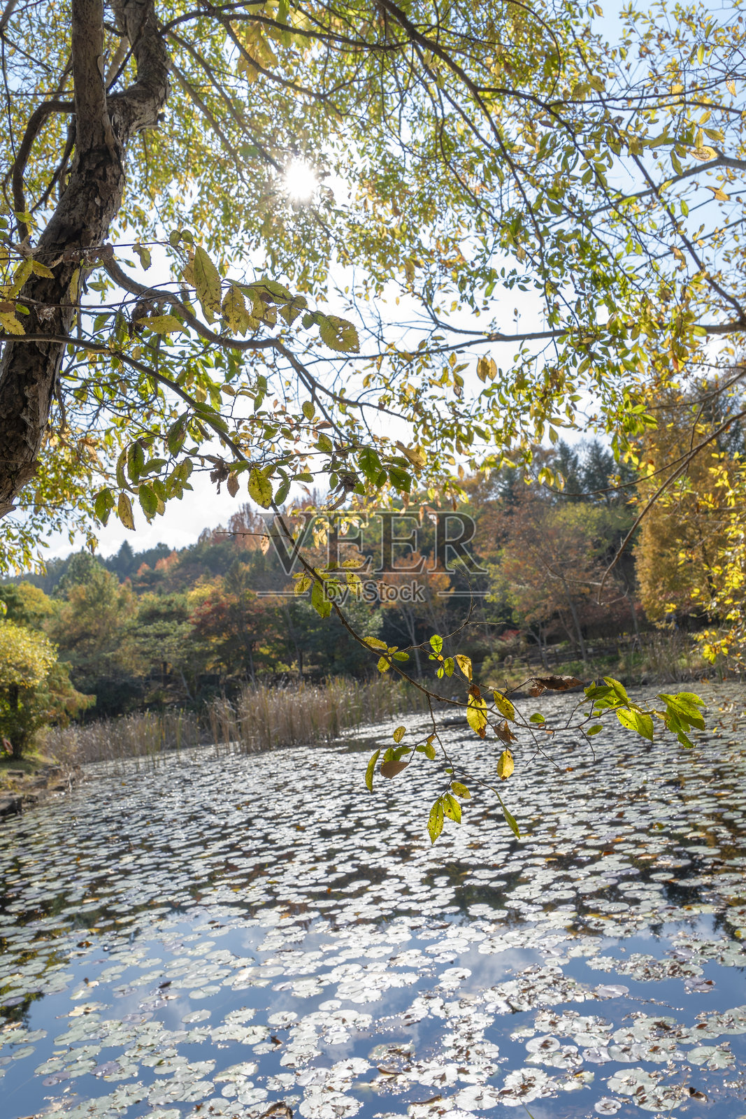 秋天的公园,五彩斑斓的树木和飘落的树叶照片摄影图片