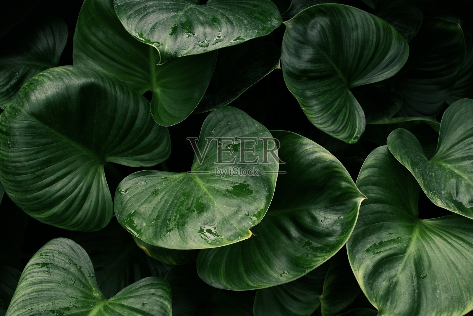 热带叶子与黑暗自然背景照片摄影图片