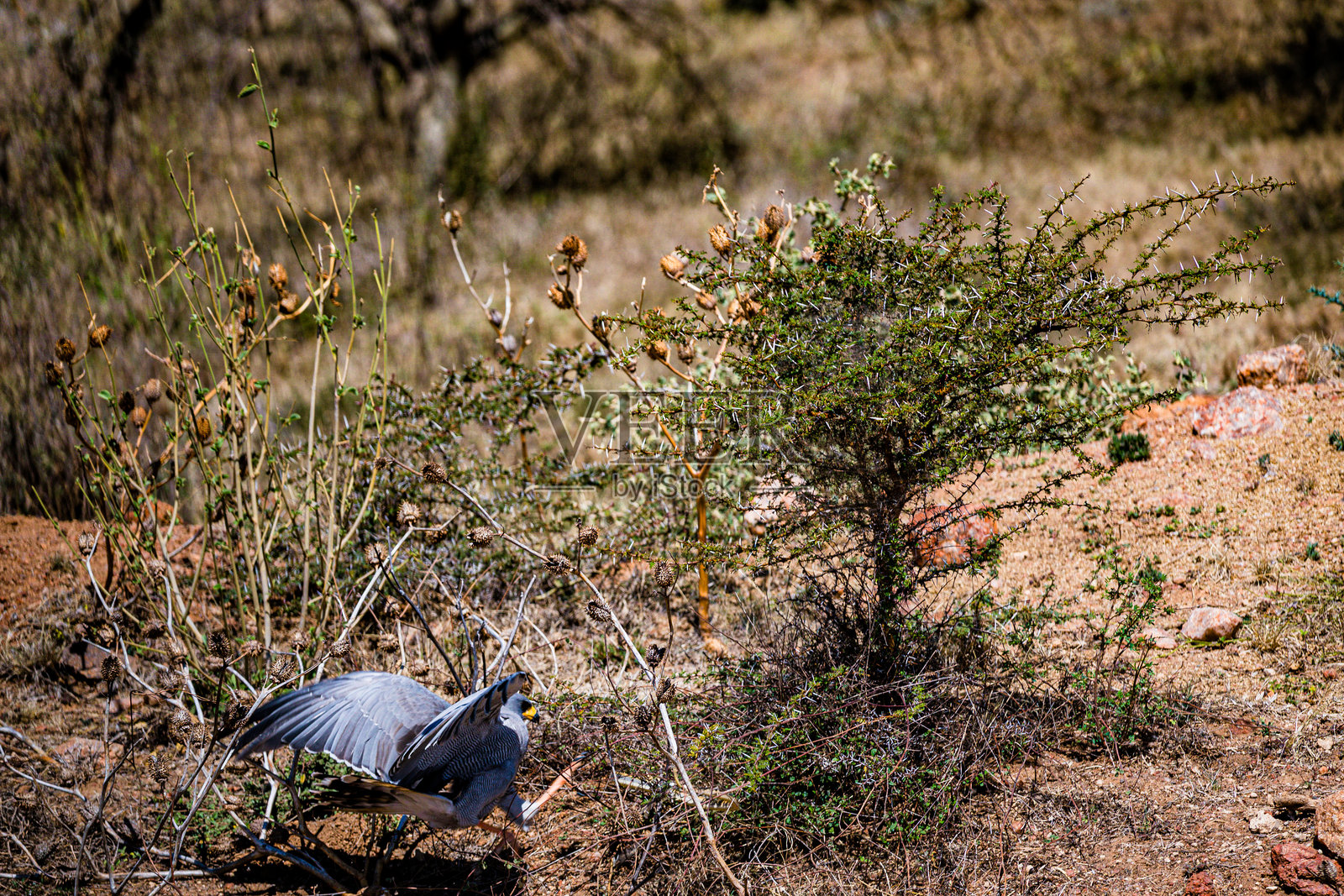 鸟攻击捕猎蛇照片摄影图片