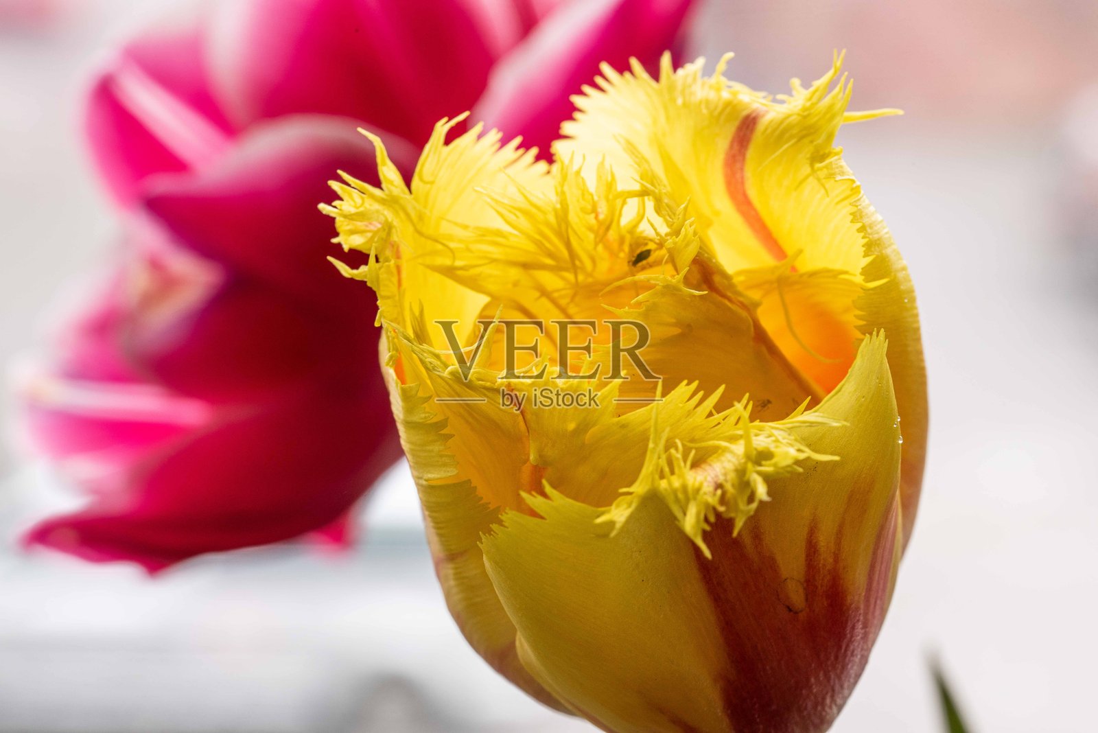 郁金香。照片摄影图片