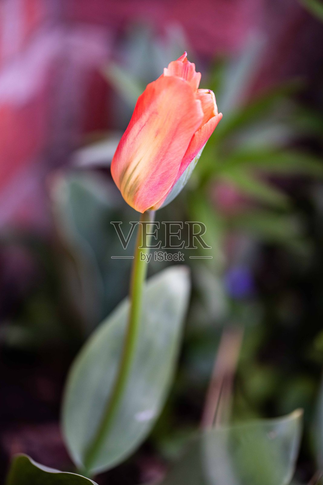 郁金香。照片摄影图片