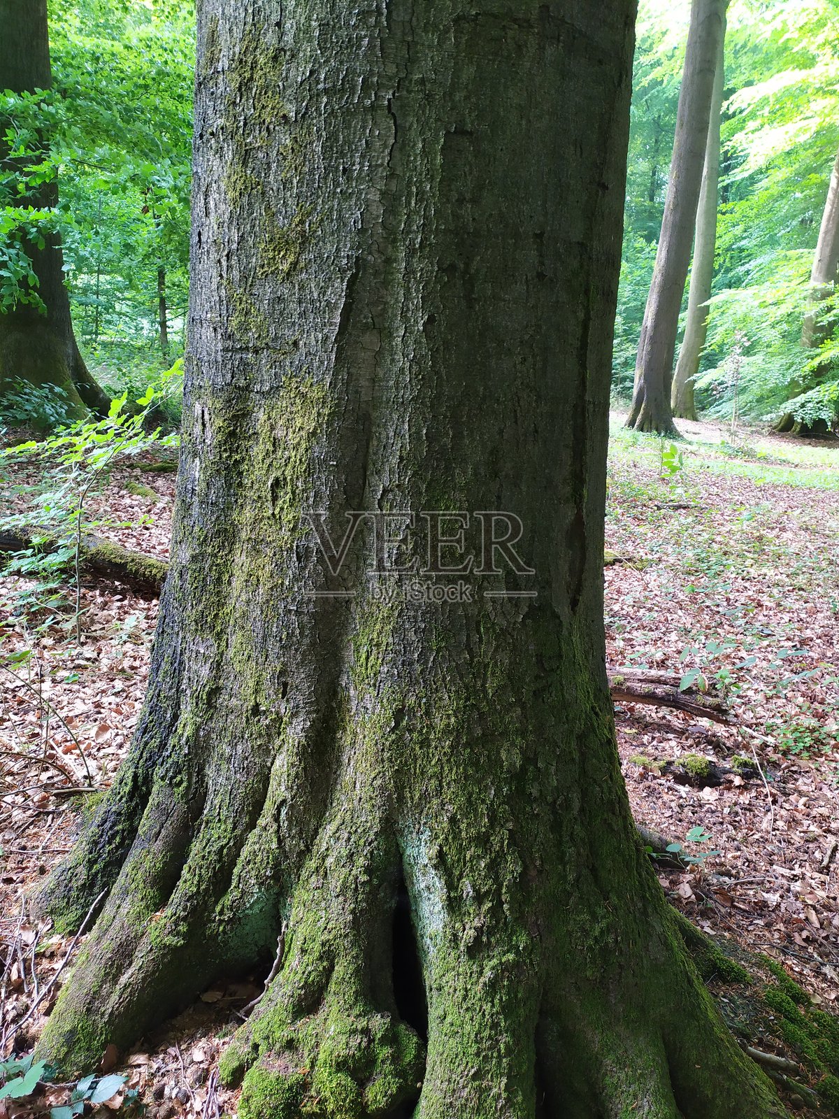 德国巴德伊堡2019年春季照片摄影图片