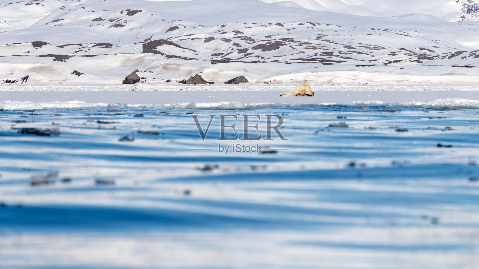 北极熊在斯瓦尔巴群岛的快速冰面上玩耍,斯瓦尔巴群岛是挪威的一个群岛,位于挪威本土与北极之间。照片摄影图片