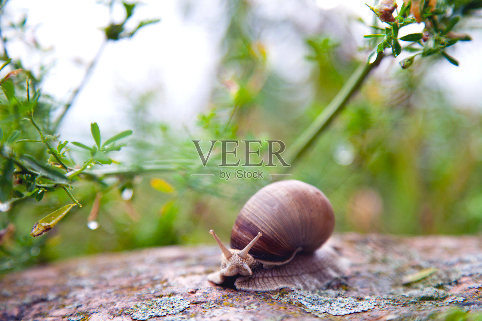 大葡萄蜗牛照片摄影图片