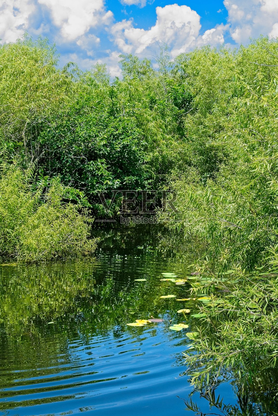 圆形涟漪、睡莲叶、在埃弗格雷德斯国家公园水面上的倒影照片摄影图片