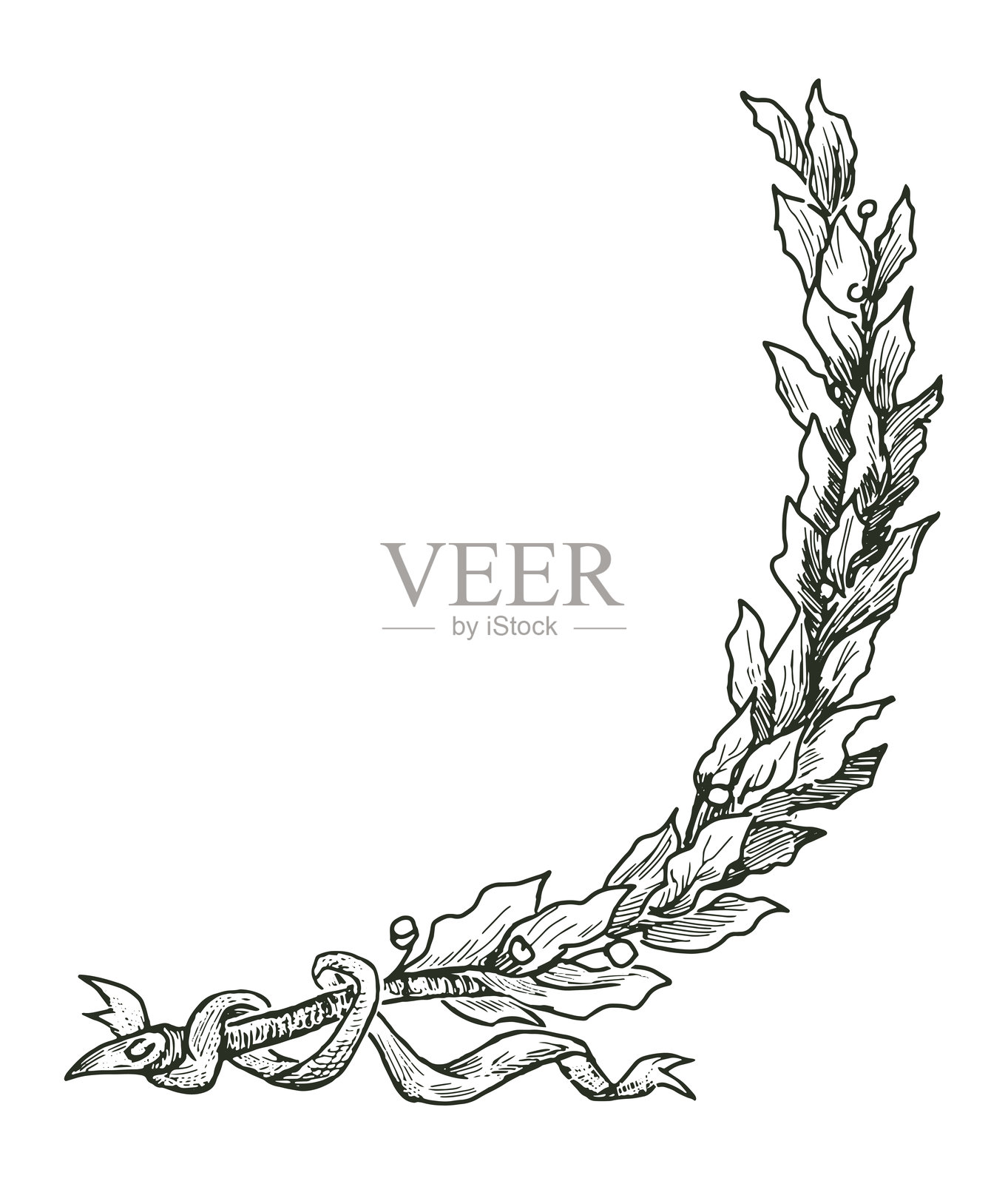 手绘月桂枝条与丝带,白色背景上的矢量插图插画图片素材