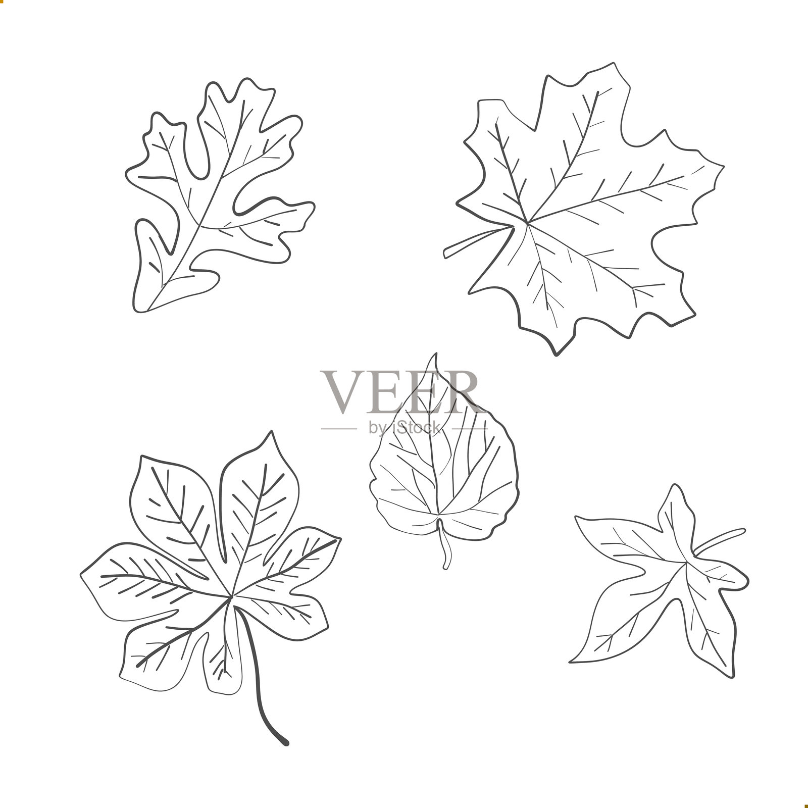 秋季树叶和植物的线条艺术,夏季绘画装饰,手绘线条黑色墨水素描。矢量插图。插画图片素材