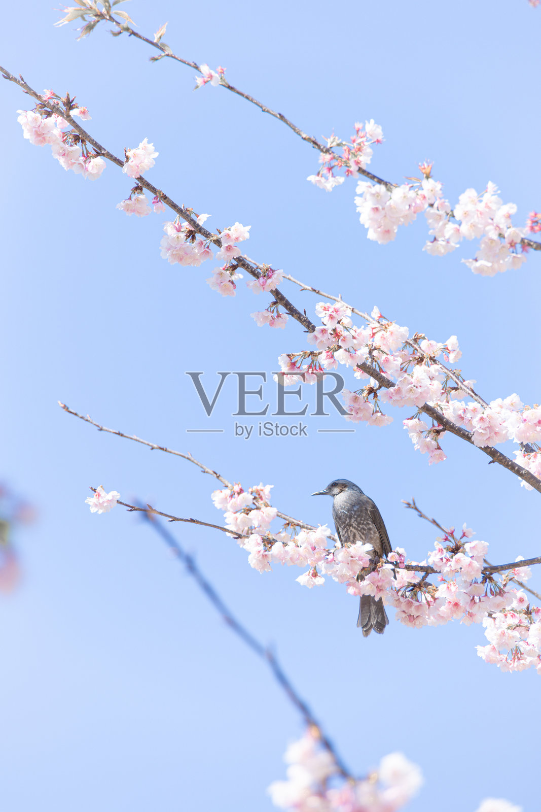 樱花照片摄影图片