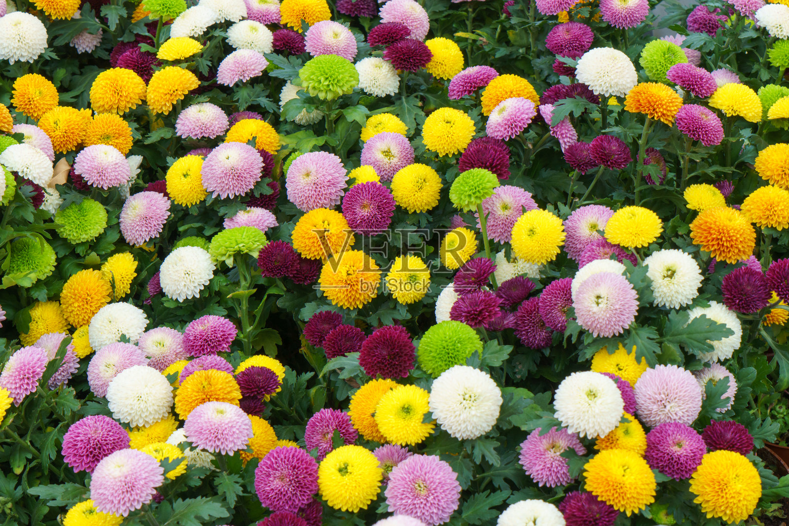 五彩缤纷的满天星菊盛开着照片摄影图片