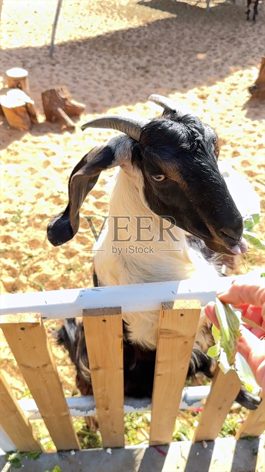 垂直屏幕:在阳光明媚的沙漠小径上,自由漫游的生物农场山羊。生物农场的山羊在坚韧的生态系统中茁壮成长,完美适应干旱的沙漠环境。照片摄影图片