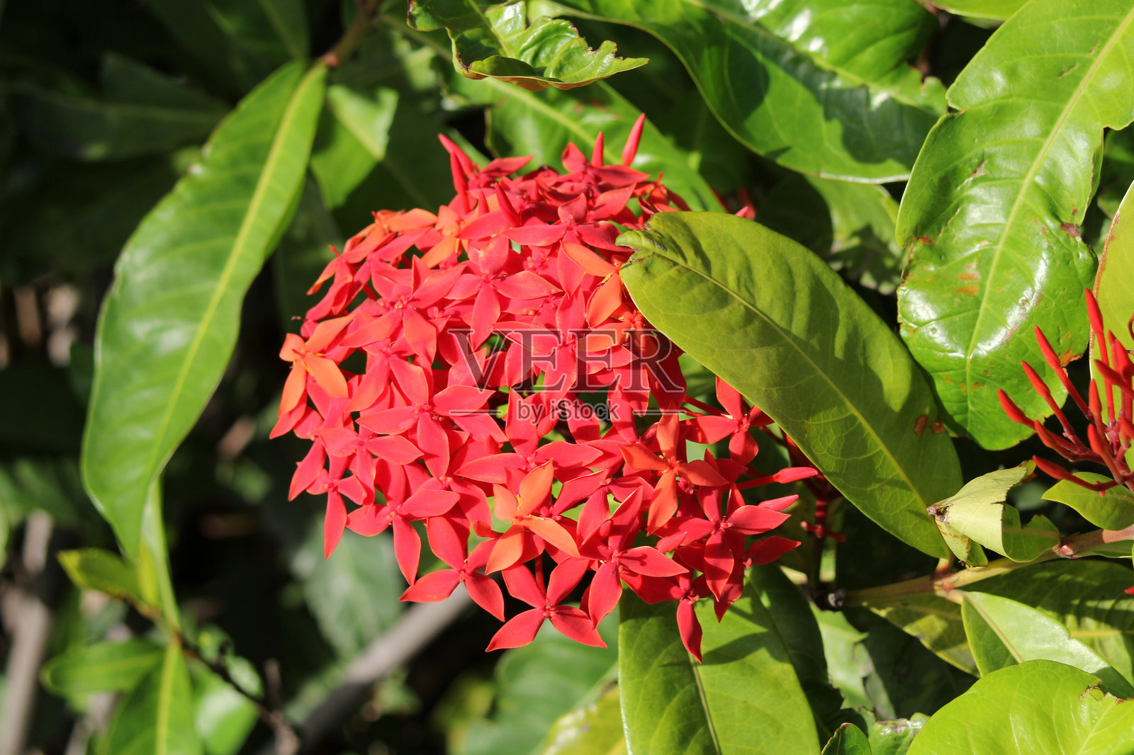 花园中一丛鲜艳的红色石榴花照片摄影图片