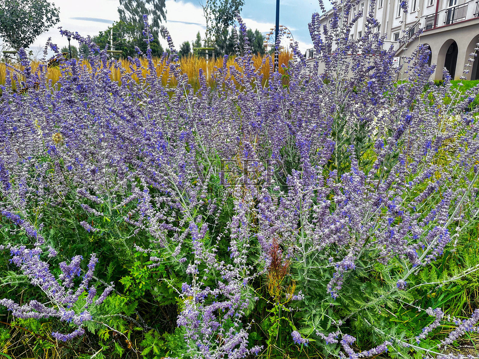 一片生机勃勃的薰衣草花朵装点着郁郁葱葱的花园前景,四周环绕着高高的草丛和其他绿色植物,在阳光明媚的日子里,清澈的蓝天映衬着这一切。照片摄影图片