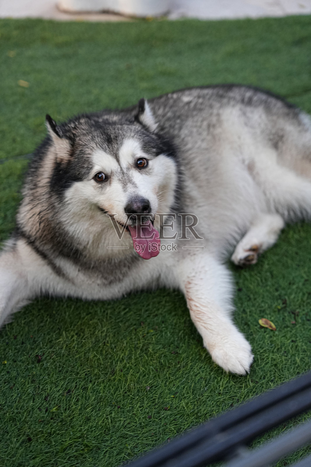 可爱的哈士奇狗狗看着镜头照片摄影图片